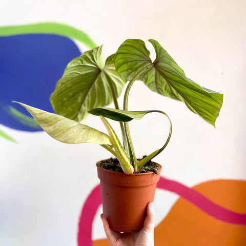 Philodendron 'Plowmanii' - Sprouts of Bristol