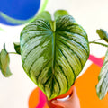 Philodendron 'Plowmanii' - Sprouts of Bristol