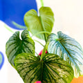 Philodendron 'Plowmanii' - Sprouts of Bristol