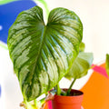 Philodendron 'Plowmanii' - Sprouts of Bristol