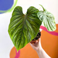 Philodendron 'Plowmanii' - Sprouts of Bristol