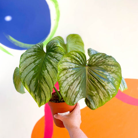 Philodendron 'Plowmanii' - Sprouts of Bristol