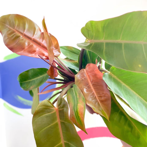 Philodendron 'Prince of Orange' - Sprouts of Bristol