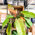 Philodendron 'Prince of Orange' - Sprouts of Bristol