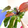 Philodendron 'Prince of Orange' - Sprouts of Bristol