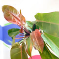 Philodendron 'Prince of Orange' - Sprouts of Bristol