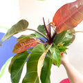 Philodendron 'Prince of Orange' - Sprouts of Bristol