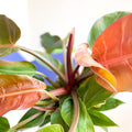Philodendron 'Prince of Orange' - Sprouts of Bristol