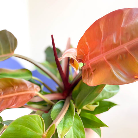 Philodendron 'Prince of Orange' - Sprouts of Bristol