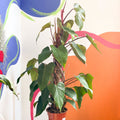 Philodendron 'Red Emerald' - Sprouts of Bristol