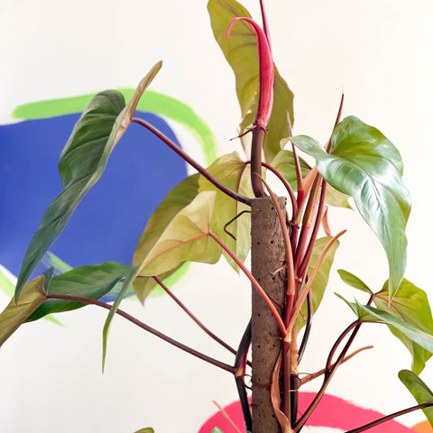 Philodendron 'Red Emerald' - Sprouts of Bristol