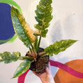 Philodendron 'Ring of Fire' - Sprouts of Bristol