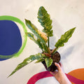Philodendron 'Ring of Fire' - Sprouts of Bristol