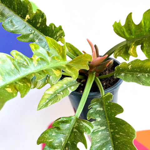 Philodendron 'Ring of Fire' - Sprouts of Bristol