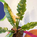 Philodendron 'Ring of Fire' - Sprouts of Bristol