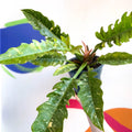 Philodendron 'Ring of Fire' - Sprouts of Bristol