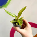 Philodendron 'Ring of Fire' - Sprouts of Bristol