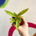 Philodendron 'Ring of Fire' - Sprouts of Bristol