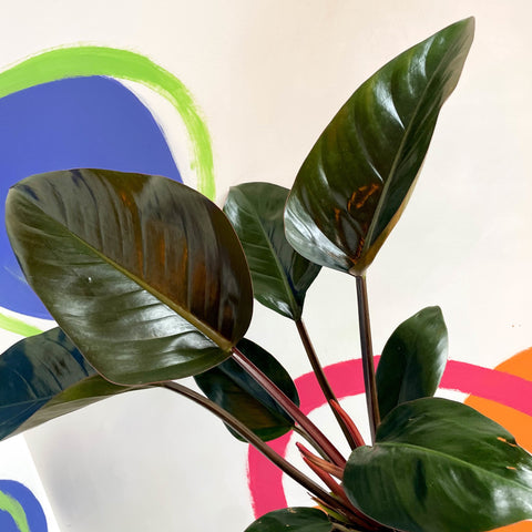 Philodendron 'Rojo Congo' - British Grown - Sprouts of Bristol