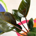 Philodendron 'Rojo Congo' - British Grown - Sprouts of Bristol