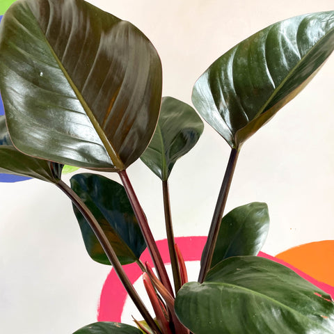 Philodendron 'Rojo Congo' - British Grown - Sprouts of Bristol