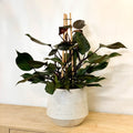 Philodendron 'Ruby' - Sprouts of Bristol
