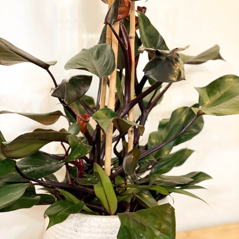 Philodendron 'Ruby' - Sprouts of Bristol