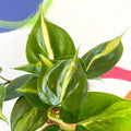 Philodendron scandens 'Brasil' - British Grown - Sprouts of Bristol