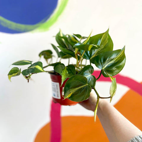 Philodendron scandens 'Brasil' - British Grown - Sprouts of Bristol