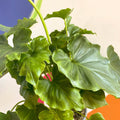 Philodendron 'Shangri La' - Sprouts of Bristol