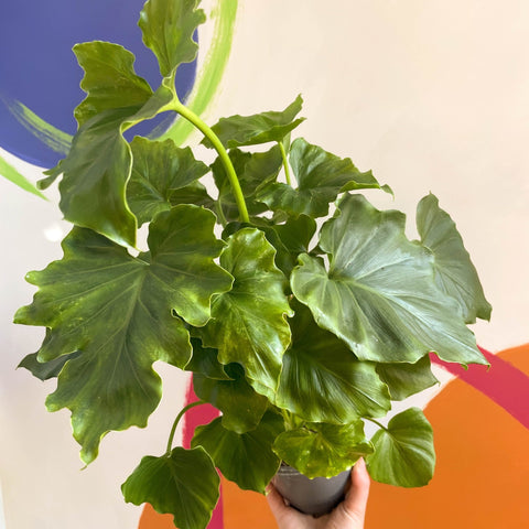 Philodendron 'Shangri La' - Sprouts of Bristol
