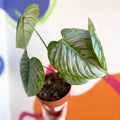 Philodendron sodiroi - Sprouts of Bristol