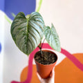 Philodendron sodiroi - Sprouts of Bristol