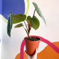 Philodendron sodiroi - Sprouts of Bristol