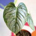 Philodendron sodiroi - Sprouts of Bristol