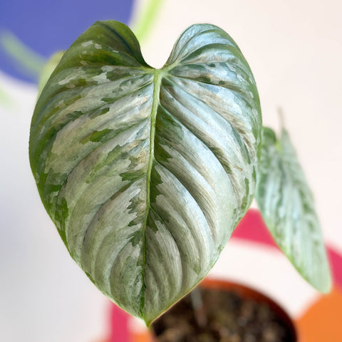 Philodendron sodiroi - Sprouts of Bristol