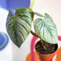 Philodendron sodiroi - Sprouts of Bristol