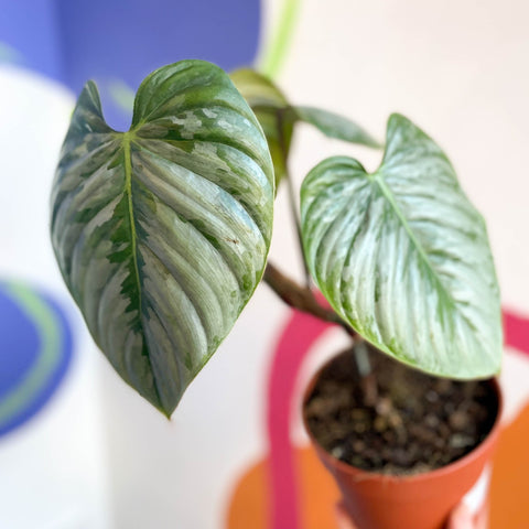 Philodendron sodiroi - Sprouts of Bristol