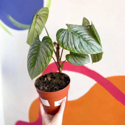Philodendron sodiroi - Sprouts of Bristol
