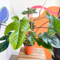 Philodendron squamiferum - Sprouts of Bristol