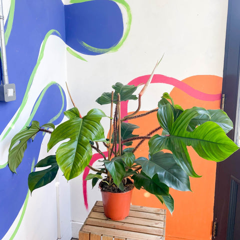 Philodendron squamiferum - Sprouts of Bristol