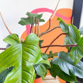 Philodendron squamiferum - Sprouts of Bristol
