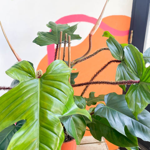 Philodendron squamiferum - Sprouts of Bristol