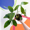Philodendron tripartitum - Sprouts of Bristol