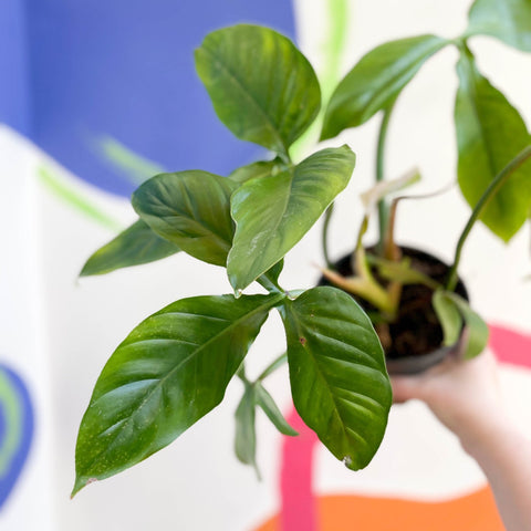 Philodendron tripartitum - Sprouts of Bristol