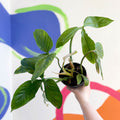 Philodendron tripartitum - Sprouts of Bristol