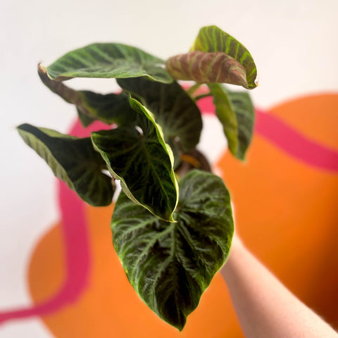 Philodendron verrucosum 'Incensi' - Sprouts of Bristol
