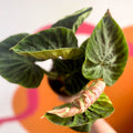 Philodendron verrucosum 'Incensi' - Sprouts of Bristol