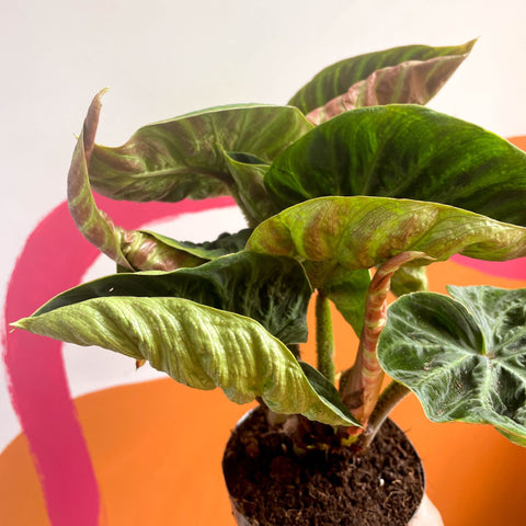 Philodendron verrucosum 'Incensi' - Sprouts of Bristol