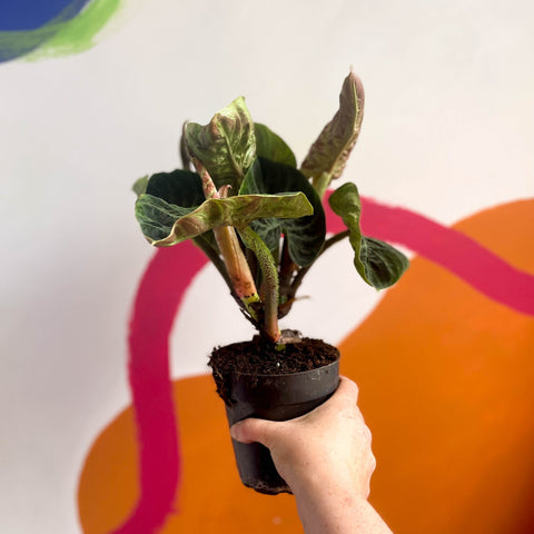 Philodendron verrucosum 'Incensi' - Sprouts of Bristol